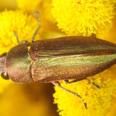 Melobasis propinqua (Propinqua jewel beetle) at Aranda Bushland - 28 Sep 2019 by Harrisi