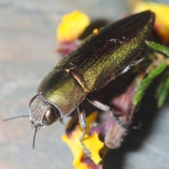 Melobasis propinqua at Aranda, ACT - 28 Sep 2019