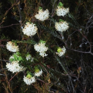 Pimelea linifolia subsp. linifolia at Queanbeyan West, NSW - 26 Sep 2019