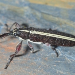 Rhinotia suturalis (Belid weevil) at Aranda Bushland - 28 Sep 2019 by Harrisi