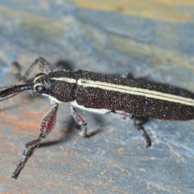Rhinotia suturalis (Belid weevil) at Aranda, ACT - 28 Sep 2019 by Harrisi