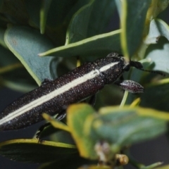 Rhinotia suturalis at Aranda, ACT - 28 Sep 2019