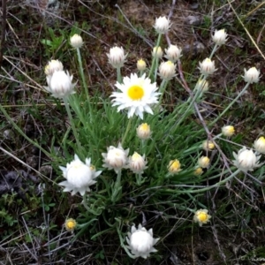 Rhodanthe anthemoides at Googong, NSW - 21 Sep 2015