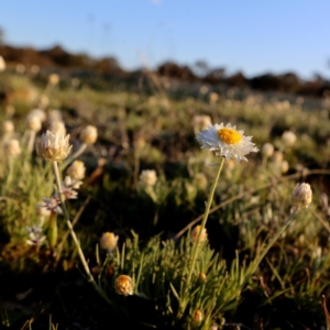 Leucochrysum albicans subsp. tricolor at Googong, NSW - 30 Sep 2015 06:28 PM