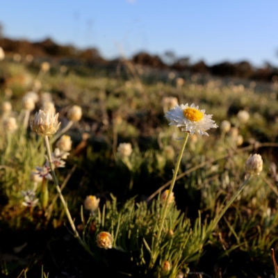 Leucochrysum albicans subsp. tricolor (Hoary Sunray) at Googong, NSW - 30 Sep 2015 by Wandiyali