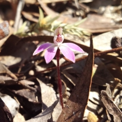 Caladenia fuscata (Dusky Fingers) at Yanununbeyan National Park - 28 Sep 2019 by shodgman