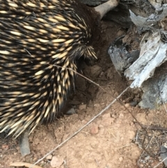 Tachyglossus aculeatus (Short-beaked Echidna) at Hackett, ACT - 22 Sep 2019 by JaneR