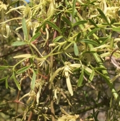 Clematis leptophylla (Small-leaf Clematis, Old Man's Beard) at Bullen Range - 28 Sep 2019 by JaneR