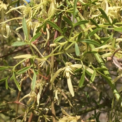 Clematis leptophylla (Small-leaf Clematis, Old Man's Beard) at Bullen Range - 28 Sep 2019 by JaneR