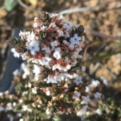 Styphelia attenuata (Small-leaved Beard Heath) at Bonython, ACT - 28 Sep 2019 by JaneR