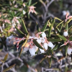 Lissanthe strigosa subsp. subulata (Peach Heath) at Pine Island to Point Hut - 27 Sep 2019 by JaneR