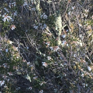 Lissanthe strigosa subsp. subulata at Bonython, ACT - 28 Sep 2019