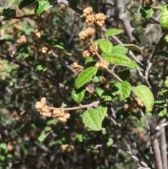 Pomaderris betulina (Birch Pomaderris) at Tuggeranong DC, ACT - 28 Sep 2019 by JaneR