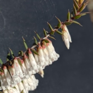 Leucopogon fletcheri subsp. brevisepalus at Forde, ACT - 24 Sep 2019