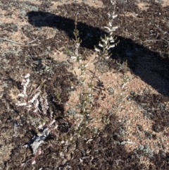 Styphelia fletcheri subsp. brevisepala at Forde, ACT - 24 Sep 2019