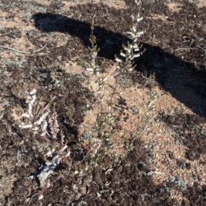 Leucopogon fletcheri subsp. brevisepalus at Forde, ACT - 24 Sep 2019