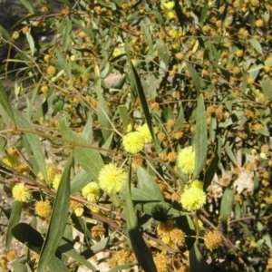 Acacia verniciflua at Yass River, NSW - 29 Sep 2019