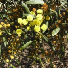 Acacia verniciflua at Yass River, NSW - 29 Sep 2019