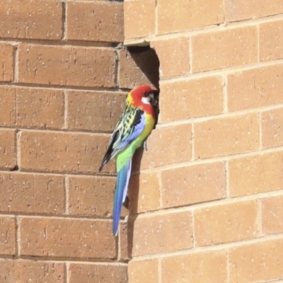 Platycercus eximius (Eastern Rosella) at Hawker, ACT - 28 Sep 2019 by AlisonMilton