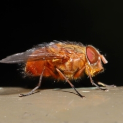 Calliphora ochracea (Reddish Brown blowfly) at ANBG - 26 Sep 2019 by TimL