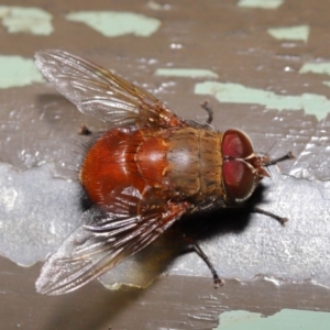 Calliphora ochracea at Acton, ACT - 27 Sep 2019