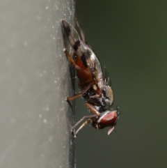 Rivellia sp. (genus) (Signal fly) at ANBG - 26 Sep 2019 by TimL