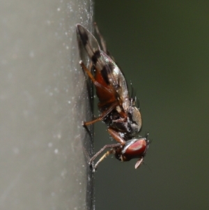 Rivellia sp. (genus) at Acton, ACT - 27 Sep 2019 09:57 AM