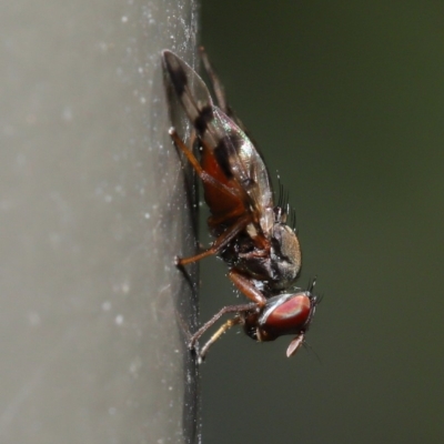 Rivellia sp. (genus) (Signal fly) at ANBG - 26 Sep 2019 by TimL