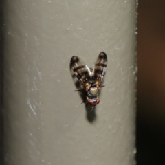 Rivellia sp. (genus) at Acton, ACT - 27 Sep 2019