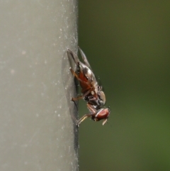 Rivellia sp. (genus) at Acton, ACT - 27 Sep 2019 09:57 AM