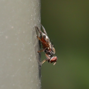 Rivellia sp. (genus) at Acton, ACT - 27 Sep 2019