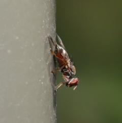 Rivellia sp. (genus) at Acton, ACT - 27 Sep 2019