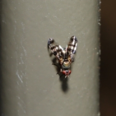 Rivellia sp. (genus) at Acton, ACT - 27 Sep 2019