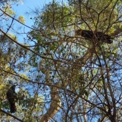 Calyptorhynchus lathami lathami (Glossy Black-Cockatoo) at Biamanga National Park - 28 Sep 2019 by JoyGeorgeson