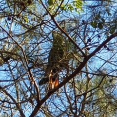 Calyptorhynchus lathami lathami at Coolagolite, NSW - suppressed