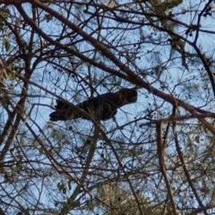 Calyptorhynchus lathami lathami at Coolagolite, NSW - suppressed