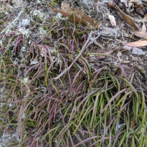 Dockrillia sp. at Wyanbene, NSW - 29 Sep 2019