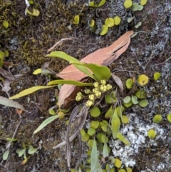 Sarcochilus falcatus (Orange Blossum Orchid) by MattM