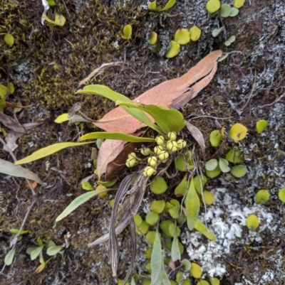 Sarcochilus falcatus (Orange Blossum Orchid) at Wyanbene, NSW - 29 Sep 2019 by MattM