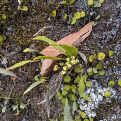 Sarcochilus falcatus (Orange Blossum Orchid) at Deua National Park (CNM area) - 29 Sep 2019 by MattM