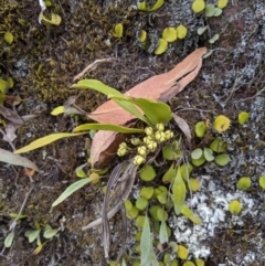 Sarcochilus falcatus (Orange Blossum Orchid) at Deua National Park (CNM area) - 29 Sep 2019 by MattM