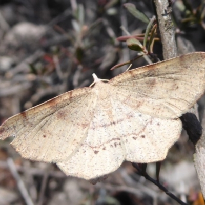 Rhinodia rostraria (Necklace Geometrid) at Block 402 - 28 Sep 2019 by Christine