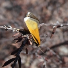 Philobota undescribed species near arabella (A concealer moth) at Piney Ridge - 28 Sep 2019 by Christine