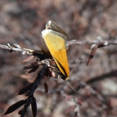 Philobota undescribed species near arabella (A concealer moth) at Block 402 - 28 Sep 2019 by Christine