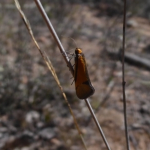 Philobota undescribed species near arabella at Stromlo, ACT - 28 Sep 2019