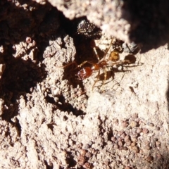 Aphaenogaster longiceps (Funnel ant) at Denman Prospect, ACT - 28 Sep 2019 by Christine