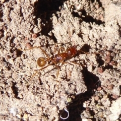 Aphaenogaster longiceps at Denman Prospect, ACT - 28 Sep 2019