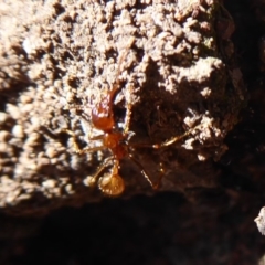 Aphaenogaster longiceps at Denman Prospect, ACT - 28 Sep 2019 10:23 AM