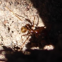 Aphaenogaster longiceps at Denman Prospect, ACT - 28 Sep 2019