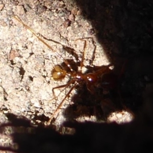 Aphaenogaster longiceps at Denman Prospect, ACT - 28 Sep 2019